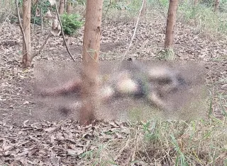Corpos encontrados em área de eucalipto em Nova Viçosa podem ser de pai e filho desaparecidos; polícia aguarda identificação oficial