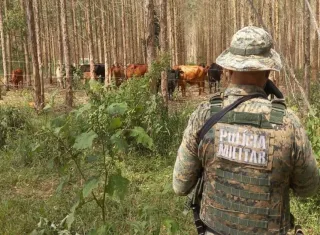 Criador é notificado após manter animais em área ambiental protegida em Guaratinga