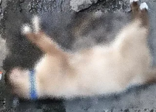 Crueldade- Vídeos mostram homem arremessando gato até a morte na cidade do Prado 