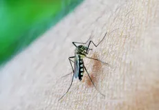 Dengue em 2025: País registra 1 milhão de casos e 681 mortes