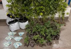 Denúncia anônima leva PM a encontrar 52 pés de maconha e quase R$ 7 mil em Belmonte