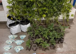 Denúncia anônima leva PM a encontrar 52 pés de maconha e quase R$ 7 mil em Belmonte