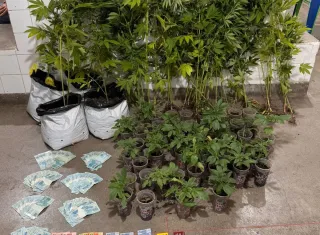 Denúncia anônima leva PM a encontrar 52 pés de maconha e quase R$ 7 mil em Belmonte
