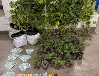 Denúncia anônima leva PM a encontrar 52 pés de maconha e quase R$ 7 mil em Belmonte
