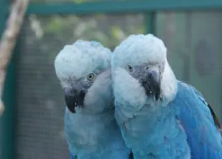 Depois de mais de 20 anos, ararinha-azul volta aos céus da caatinga