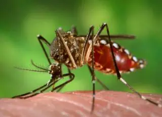 Dia D: Combate ao mosquito da Dengue terá mutirão nesta quinta-feira (25) no bairro Ulisses Guimarães