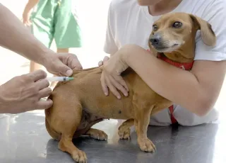 Dia D da Campanha Nacional de Vacinação contra a Raiva Animal  acontece no próximo dia 26