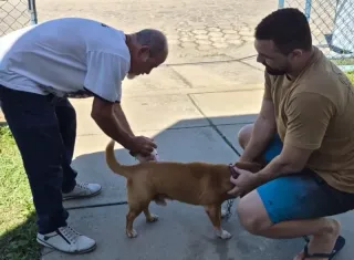 Dia D de Vacinação antirrábica imuniza mais de mil animais em Mucuri e Itabatã