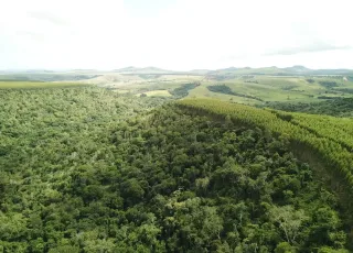 Dia da Árvore: Suzano avança em ações de restauração e conservação ambiental na Bahia, Espírito Santo e Minas Gerais