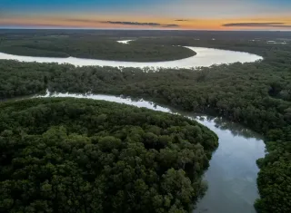 Dia da Árvore: Suzano reforça compromisso com desmatamento zero e conservação da biodiversidade