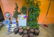 Drogas, munições e materiais utilizados no cultivo de maconha são apreendidos em Itacaré