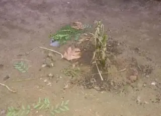 Dupla é presa por matar homem e enterrá-lo no quintal