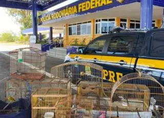 Em 2020, mais de 3.500 animais silvestres/exóticos foram resgatados nas estradas federais da Bahia