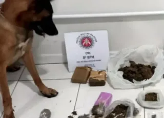 Em apoio ao GAECO, Pelotão de Operações com cães do 8° BPM auxilia na apreensão de drogas em Porto Seguro