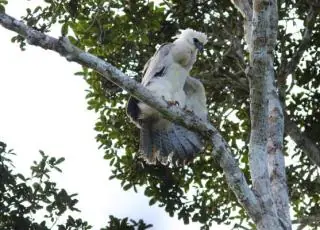 Encontrados ninhos de aves em risco de extinção no Sul da Bahia