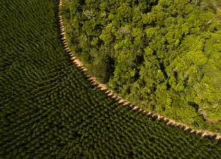 Engenharia Florestal a serviço da produtividade e da sustentabilidade na Suzano