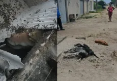 Enxame com cerca de 60 mil abelhas provoca mortes de animais e deixa feridos em Itabatã