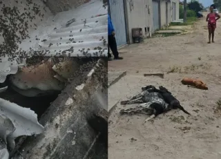 Enxame com cerca de 60 mil abelhas provoca mortes de animais e deixa feridos em Itabatã