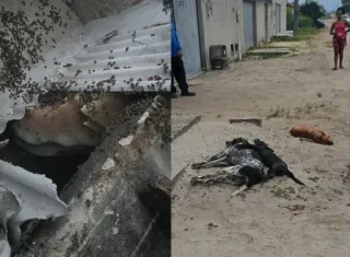 Enxame com cerca de 60 mil abelhas provoca mortes de animais e deixa feridos em Itabatã