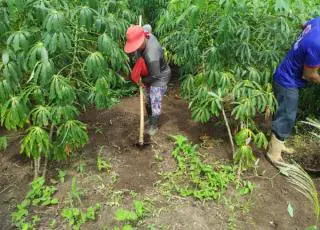 Equipe de Agricultura, juntamente com Vigilância Sanitária, realizou serviços na comunidade de Cachoeira do Mato