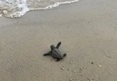 Espetáculo Ambiental: Soltura de filhotes de tartarugas na Praia do Grauçá encanta moradores e turistas no natal; veja o vídeo