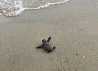 Espetáculo Ambiental: Soltura de filhotes de tartarugas na Praia do Grauçá encanta moradores e turistas no natal; veja o vídeo