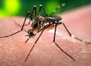 Estudo indica que zika pode provocar infertilidade em homens