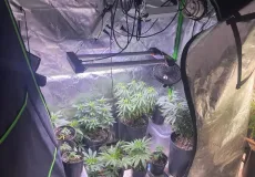 Estufas com dezenas de pés de maconha são descobertas em apartamento no Rio Vermelho