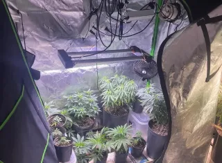 Estufas com dezenas de pés de maconha são descobertas em apartamento no Rio Vermelho