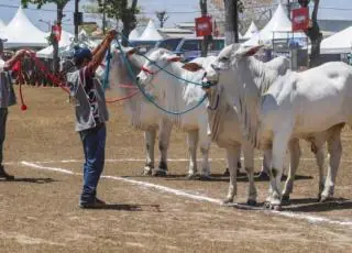 Exposição Ranqueada de Nelore movimenta 36ª Exposição Agropecuária de Teixeira de Freitas