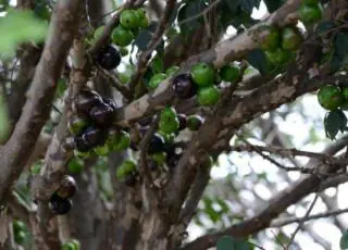 Extrato da casca de jabuticaba combate pré-diabetes