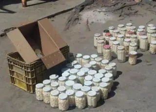 Fábrica clandestina de palmitos em conserva é descoberta no bairro Castelinho em Teixeira de Freitas