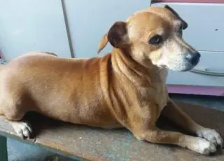 Família procura por cachorrinho desaparecido