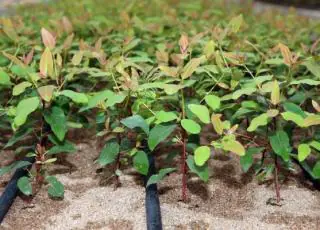 Fibria registra desempenho recorde na produção de mudas de eucalipto