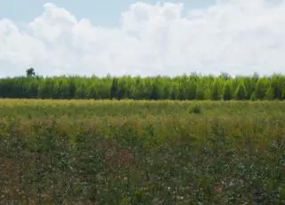 Fibria usa tecnologia inédita no país para monitorar e ter visão tridimensional da floresta