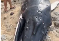 Filhote de baleia Jubarte é encontrado vivo encalhado na Praia da Paixão, em Prado