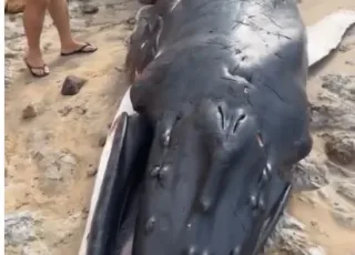 Filhote de baleia Jubarte é encontrado vivo encalhado na Praia da Paixão, em Prado