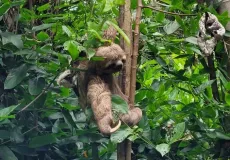 Filhote de bicho-preguiça resgatado em rodovia é devolvido ao seu habitat natural em Mucuri