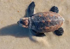 Filhotes de tartaruga-de-pente seguem para o mar em ação de conservação na praia em Trancoso
