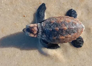 Filhotes de tartaruga-de-pente seguem para o mar em ação de conservação na praia em Trancoso