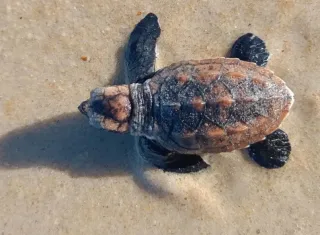 Filhotes de tartaruga-de-pente seguem para o mar em ação de conservação na praia em Trancoso