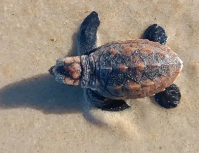 Filhotes de tartaruga-de-pente seguem para o mar em ação de conservação na praia em Trancoso