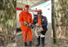 Final feliz: Motorista resgata bicho-preguiça e bombeiros e defesa civil garantem retorno ao habitat, em Itamaraju