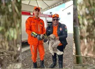 Final feliz: Motorista resgata bicho-preguiça e bombeiros e defesa civil garantem retorno ao habitat, em Itamaraju