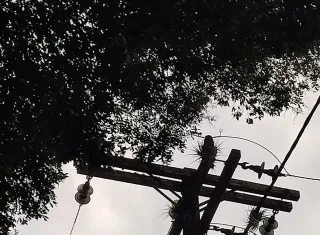 Fios de alta tensão entre árvores colocam moradores de Juerana em risco, denuncia um morador