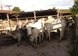 Gado furtado é recuperado por Policiais militares da ronda rural da 87ª CIPM com o apoio da 33ª CIPM