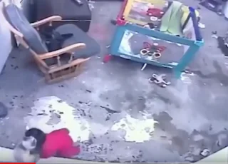 Gata salva bebê de cair da escada. Veja o vídeo