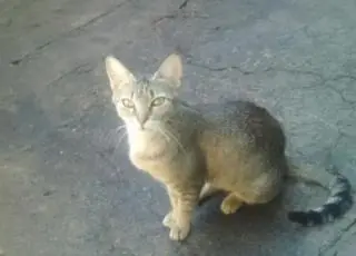 Gata salva menino de 3 anos após cascavel aparecer na cozinha de casa