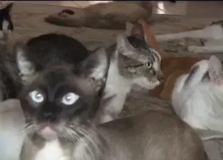Gatos são encontrados mortos em abrigo na cidade de Teixeira de Freitas,  polícia investiga envenenamento