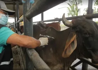 Governo do Estado inicia nova etapa de vacinação contra a febre aftosa